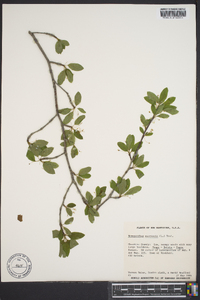 Ilex mucronata image