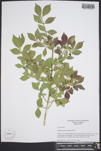 Euonymus alatus image