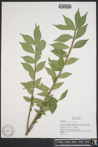 Euonymus alatus image