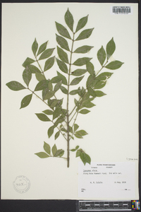 Euonymus alatus image