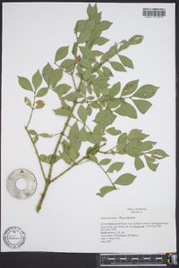 Euonymus alatus image