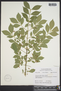 Euonymus alatus image