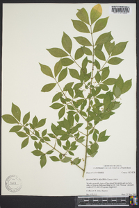 Euonymus alatus image