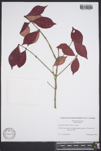 Euonymus alatus image