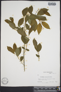 Euonymus atropurpureus image