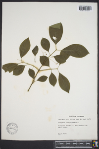 Euonymus atropurpureus image