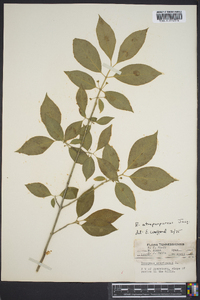 Euonymus atropurpureus image