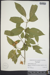 Euonymus atropurpureus image