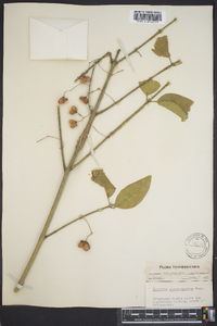 Euonymus atropurpureus image