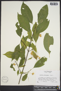 Euonymus atropurpureus image