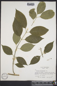 Euonymus atropurpureus image