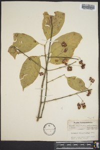 Euonymus atropurpureus image