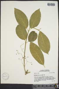 Euonymus atropurpureus image