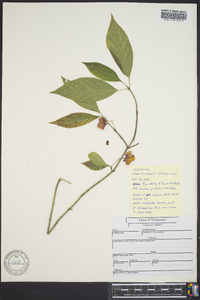 Euonymus atropurpureus image