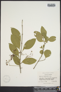 Euonymus kiautschovica image