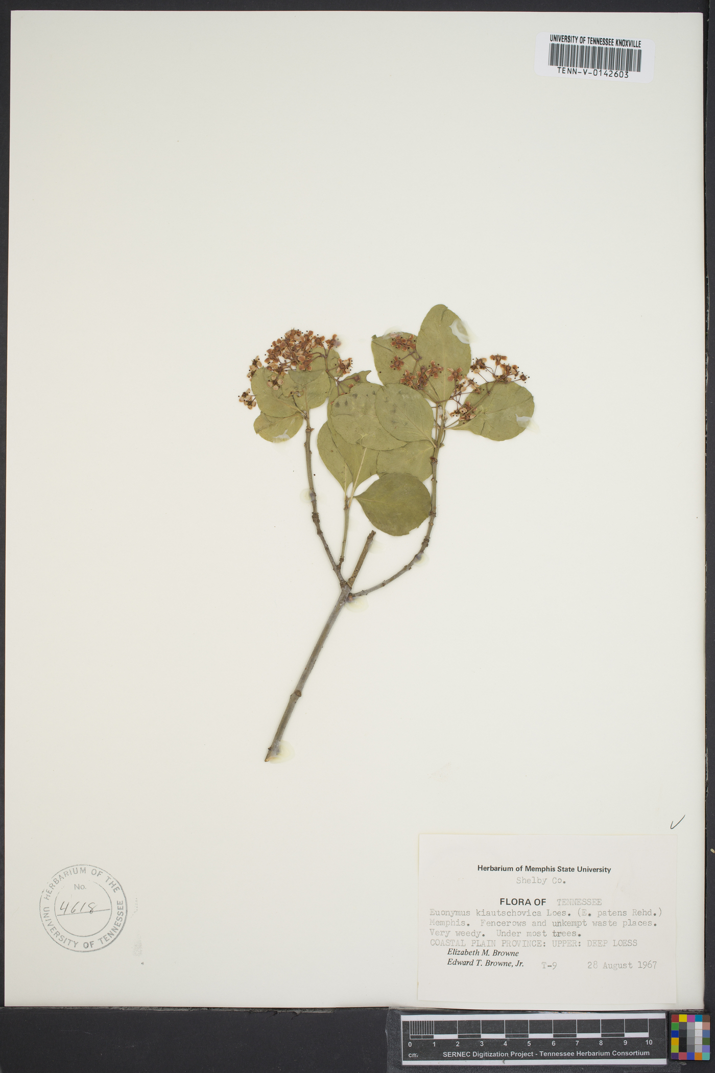 Euonymus kiautschovica image