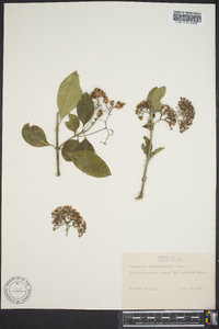 Euonymus kiautschovica image