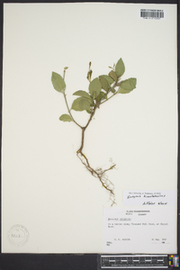 Euonymus kiautschovica image