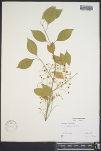 Euonymus latifolius image