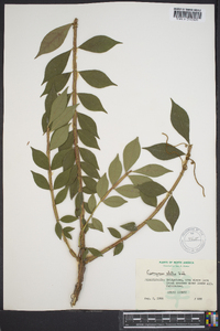 Euonymus alatus image