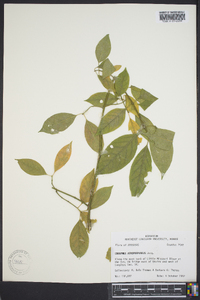 Euonymus atropurpureus image