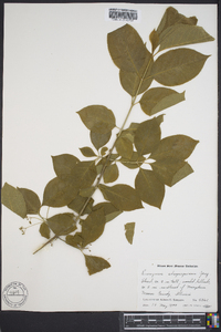 Euonymus atropurpureus image