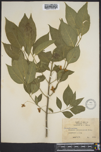 Euonymus japonicus image