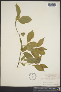 Celastrus scandens image