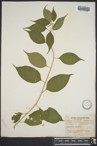 Celastrus scandens image