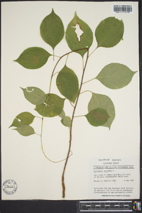 Celastrus scandens image