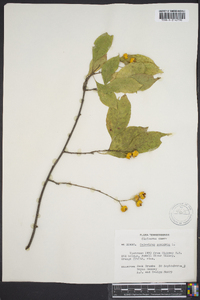 Celastrus scandens image