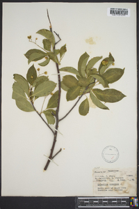 Celastrus scandens image