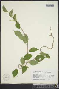 Celastrus scandens image