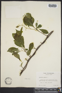 Celastrus scandens image