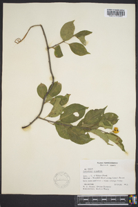 Celastrus scandens image