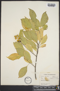 Celastrus scandens image