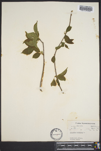 Celastrus scandens image