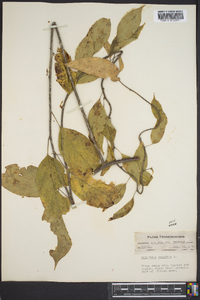 Celastrus scandens image