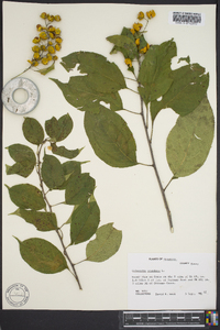 Celastrus scandens image