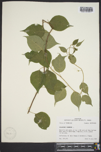 Celastrus scandens image