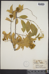 Celastrus scandens image