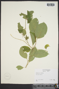 Celastrus scandens image