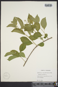 Celastrus scandens image