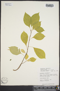 Celastrus scandens image