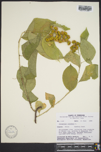 Celastrus scandens image