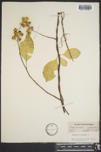 Celastrus scandens image