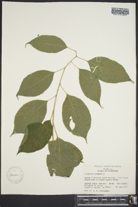 Celastrus scandens image