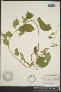 Celastrus scandens image