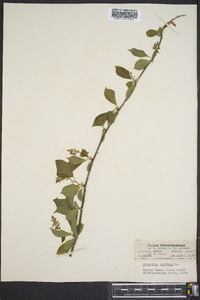 Celastrus scandens image