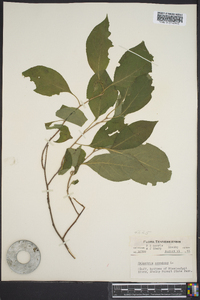 Celastrus scandens image